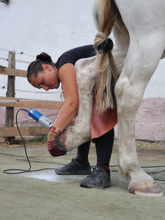 Hufbearbeitung bei einem Barhuf-Pferd